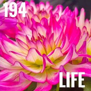 Alberttls. 2023, March 10. Life to Live. Retrieved from https://www.alberttls.us